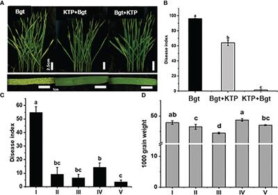 Nano protective membrane coated wheat to resist powdery mildew